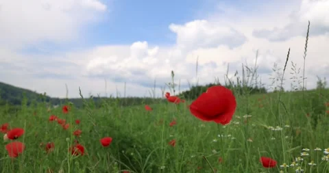 Field of poppies Stock Footage 243384751