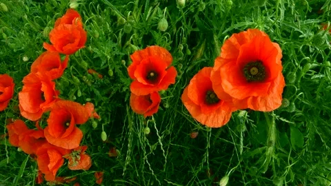 Field of poppies moved by the wind Stock Footage 132572557