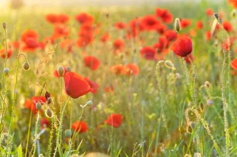 Field of poppies Stock Photos