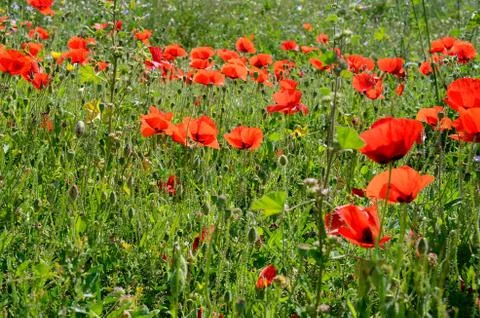 Field of poppies Stock Photos