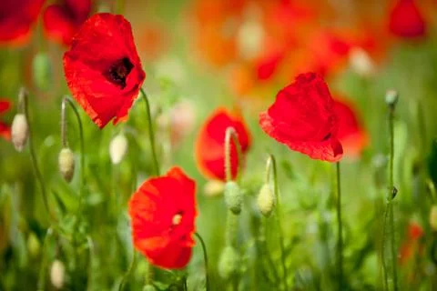 A field of poppies Stock Photos