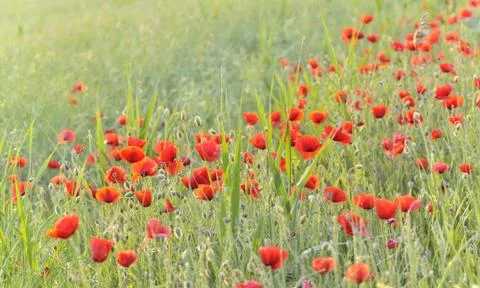Field with Poppies Stock Photos