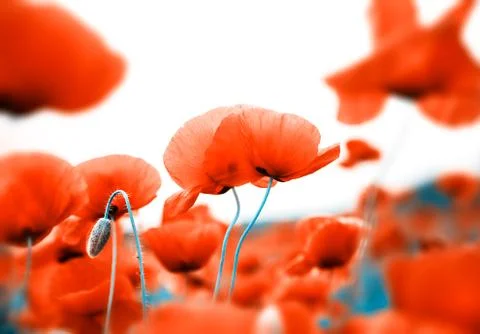 Field of poppies Stock Photos