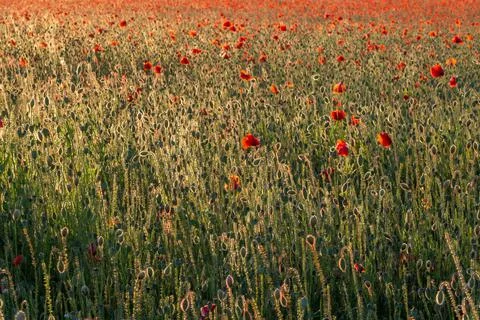 Field of poppies in the rays of the setting sun Stock Photos