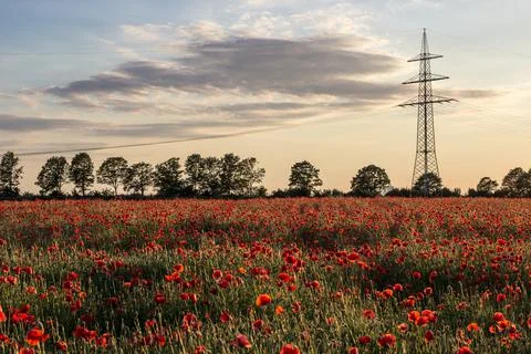 Field of poppies in the rays of the setting sun Foto stock