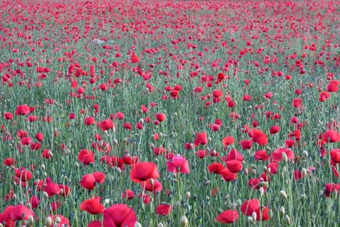 Field of poppies in the rays of the setting sun Stock Photos
