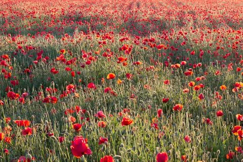 Field of poppies in the rays of the setting sun Stock Photos
