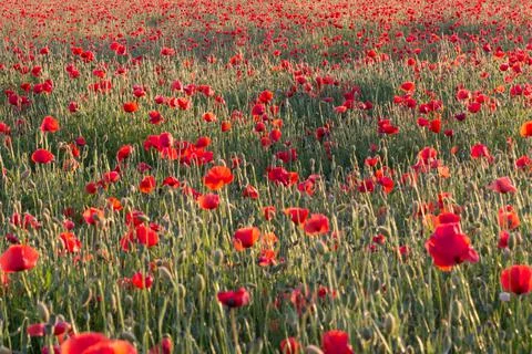 Field of poppies in the rays of the setting sun Stock Photos