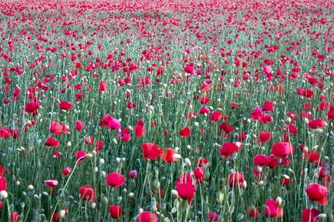 Field of poppies in the rays of the setting sun Stock Photos