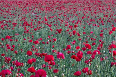 Field of poppies in the rays of the setting sun Stock Photos