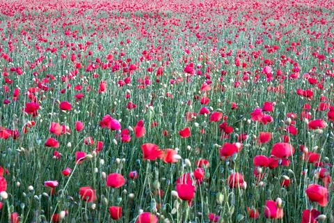 Field of poppies in the rays of the setting sun Stock Photos