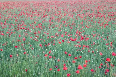 Field of poppies in the rays of the setting sun Stock Photos