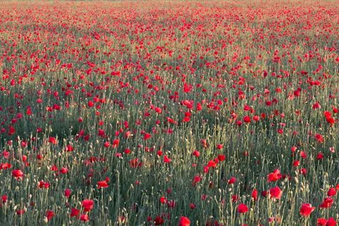 Field of poppies in the rays of the setting sun Stock Photos