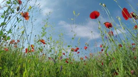 A Field of Poppies in Spring Day 스톡 동영상 51395772