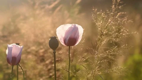 Field of poppies on a sunset Stock Footage 78774749