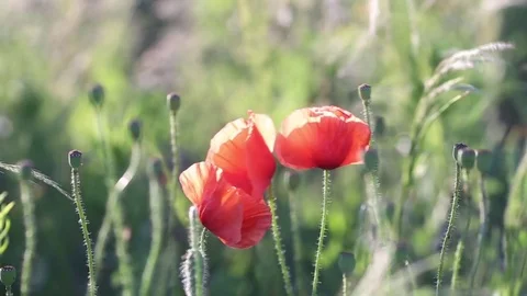 Field with poppies in a sunset Stock Footage 82442788