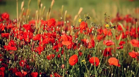 Field of poppies. Tuscan countryside. Video stock 59644178