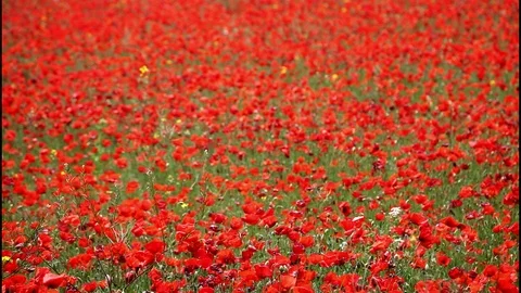 Field of poppies in the wind 1 Video stock 99014583