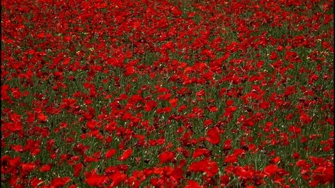 Field of poppies in the wind 2 Video stock 99014628