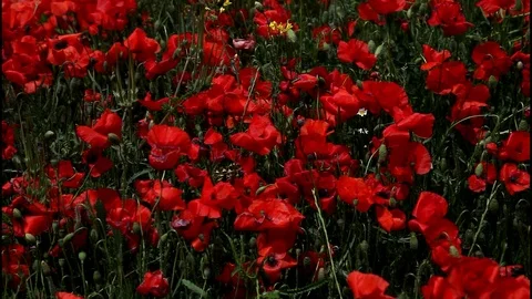 Field of poppies in the wind 3 Video stock 99014736