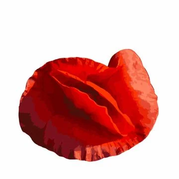 Field poppy flower isolated on white background. Papaver rhoeas flatlay Stock-Illustration