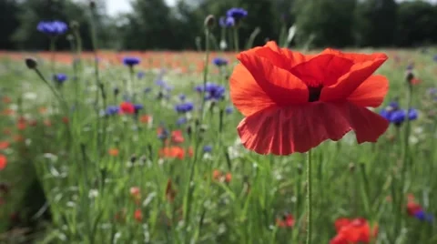 Field with a poppy in the foreground Stock Footage 63093888