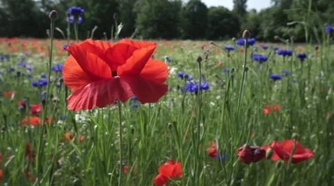 Field with a poppy in the foreground Stock Footage 63093951