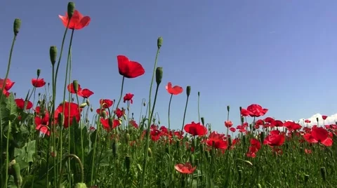 Field poppy, red flower that grows on roadsides frail and especially along Stock Footage 59654929