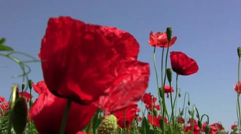 Field poppy, red flower that grows on roadsides frail and especially along Stock Footage 59654950