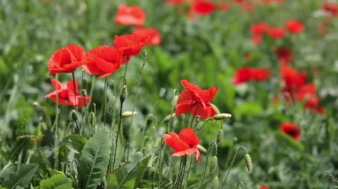 Field poppy, red flower that grows on roadsides frail in the beating wind Stock Footage 59655066