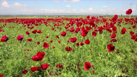 Field of poppy in the wind Stock Footage 156083346