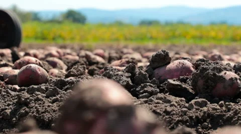 Field with potato Vidéo 54648541