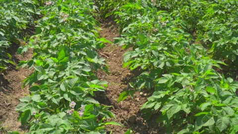 Field of potato Stock Footage 144457551