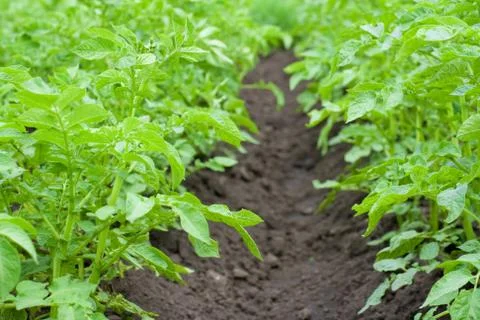 Field of potato Фото
