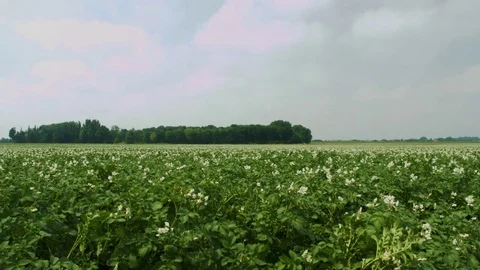 Field with potato plants Stock Footage 83993654