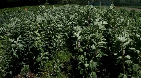 A field of potatoes. Stock Footage 10916891
