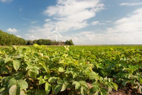 Field potatoes Foto stock