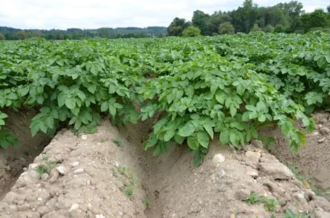 The field of potatoes Stock Photos