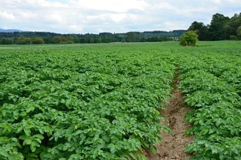 A field of potatoes Stock Photos