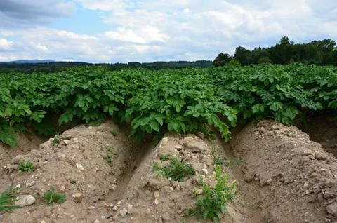 A field of potatoes Stock Photos