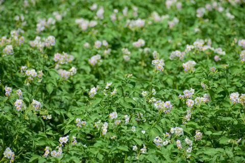 Field of potatoes Foto stock