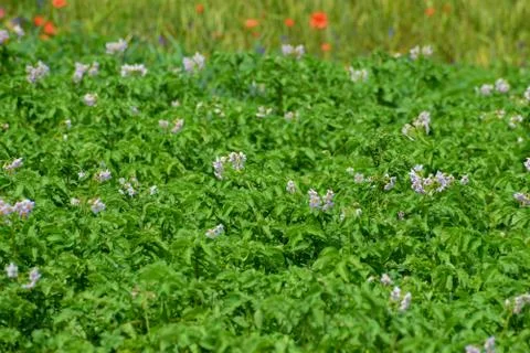 Field of potatoes Stock Photos