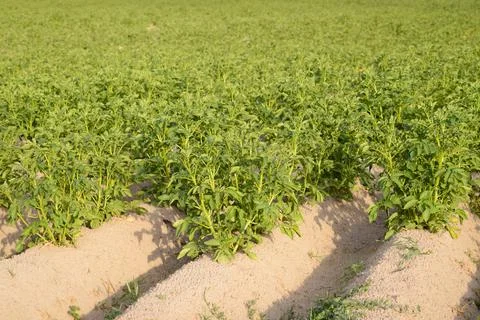 Field of potatoes Stock Photos