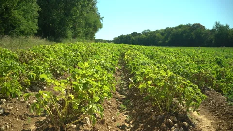 Field of potatoes waving due to wind Stock Footage 232674654