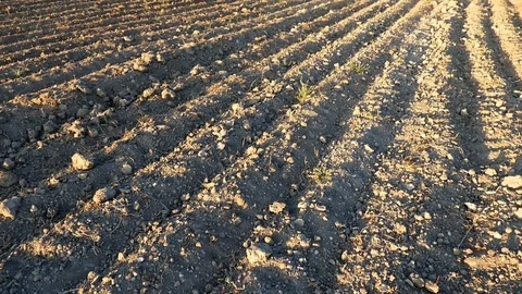Field prepared for wheat cultivation Stock Footage 101352427