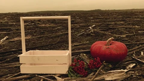 Field pumpkin and box Stock Footage 141820518
