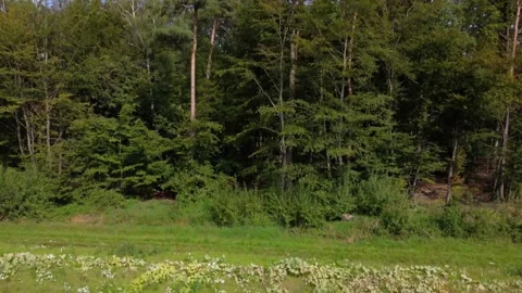 Field with pumpkins and dense forest Stock Footage 171482550