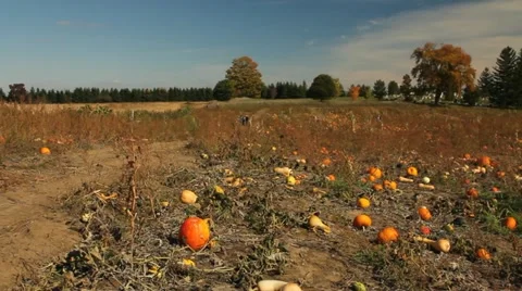 Field of pumpkins Video stock 12368493