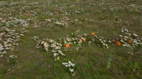Field with pumpkins near the forest Vídeos de archivo 171482822