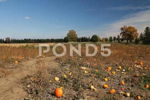 Field of pumpkins. Stock Photos